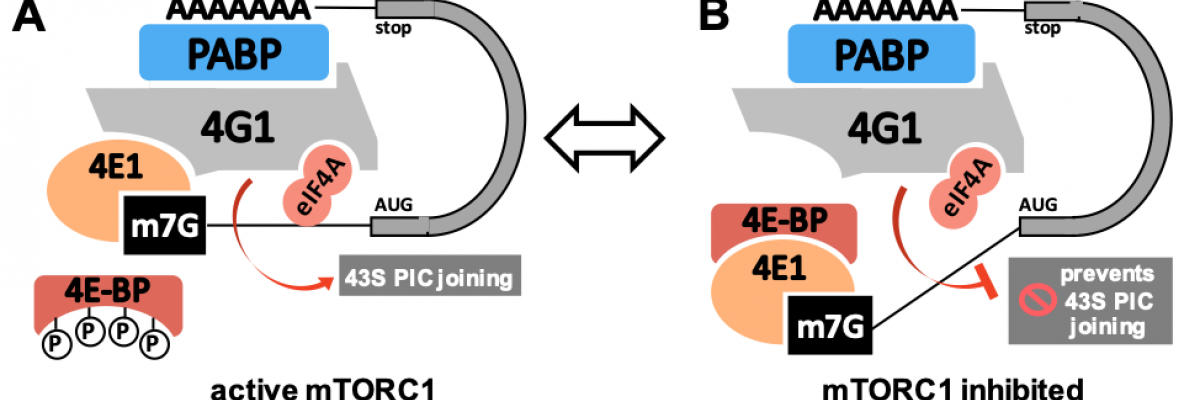 Active mTORC1 phosphorylates 4E-BP, preventing 4E1 binding. (B) mTORC1 inhibition leads to 4E-BP hypophosphorylation; 4E-BP now binds 4E1 and blocks eIF4F