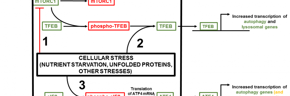 Cellular stress-induced transactivation of autophagy and lysosomal genes. In normal conditions, transcription factor EB (TFEB) is kept in the cytoplasm in an inactive form. 