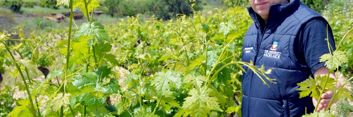 Alex Copper and xynisteri grapes