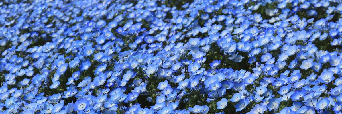 Blue nemophila plants