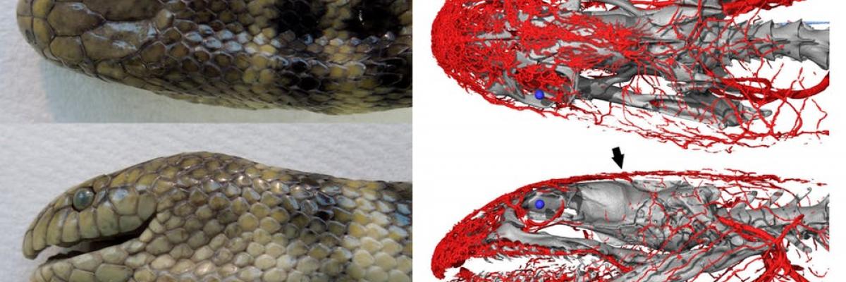 Deep breath: this sea snake gathers oxygen through its forehead