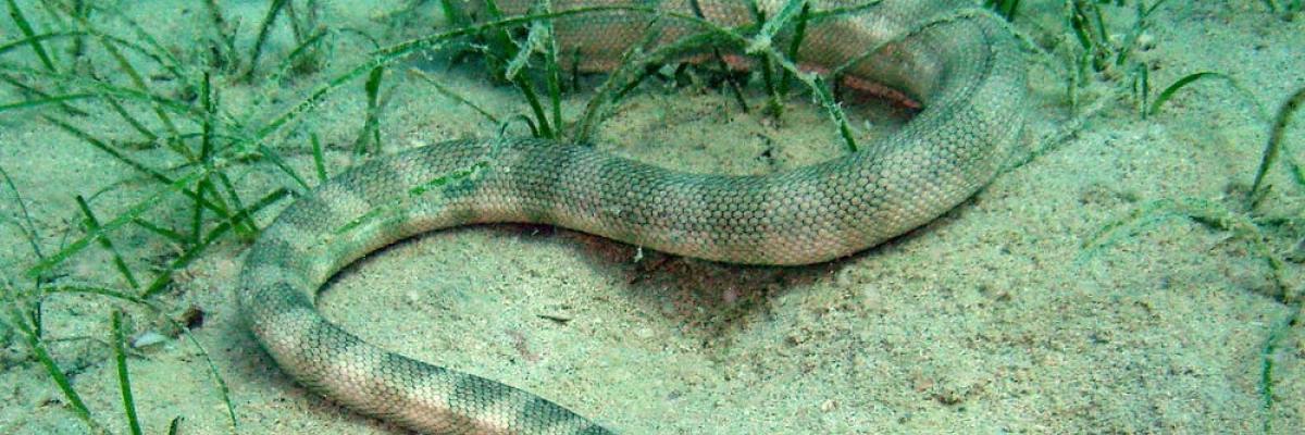 An Arabian Gulf sea snake (Hydrophis lapemoides) in its natural environment. Keith DP Wilson/flickr