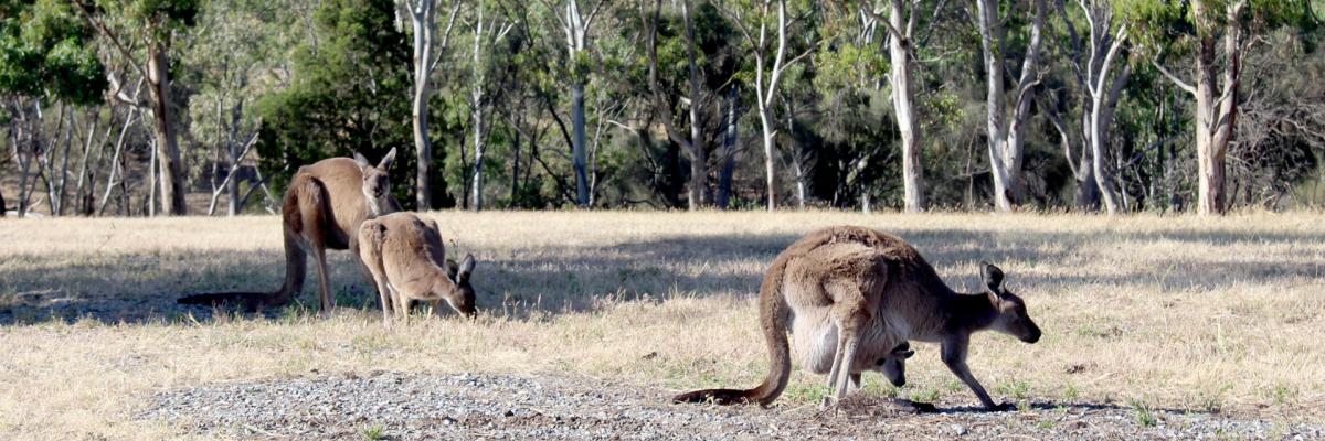 Kangaroos grazing