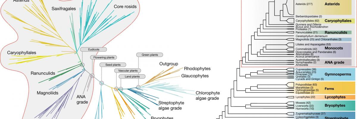 The latest picture of plant evolution (Nature)