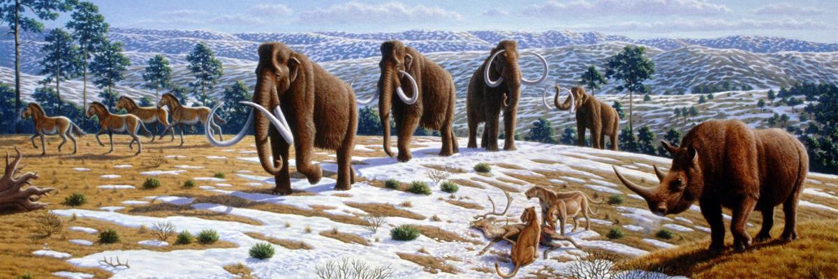 Polar region deciduousness