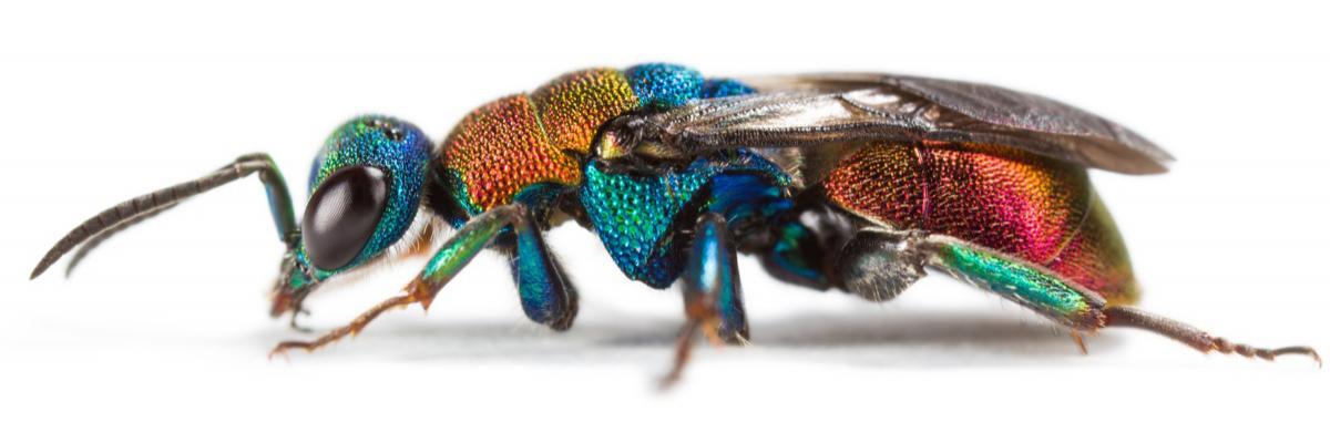 A gold wasp. Australian insect declines have not been well documented. Oliver Niehuis/Australian Science Media Centre