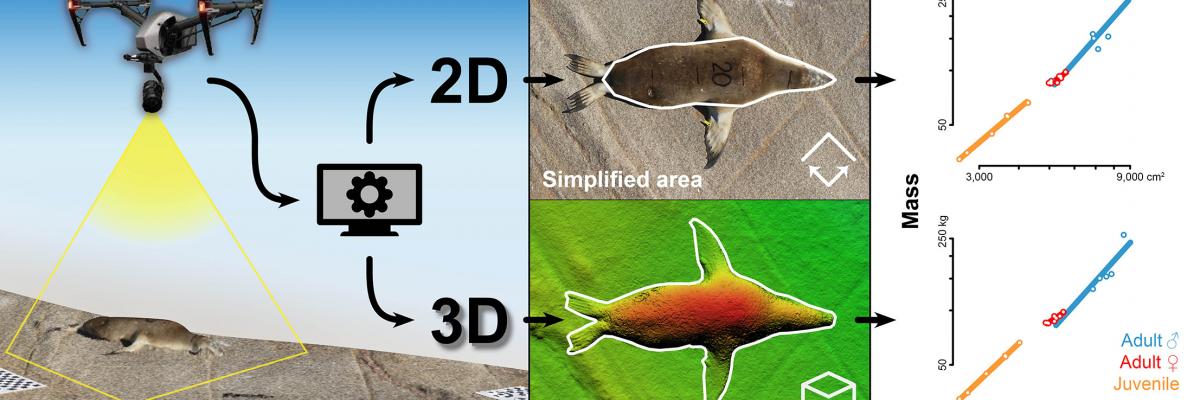 Sealion drone photographs