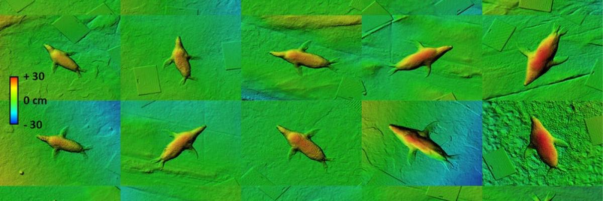 Sea lion 3D models