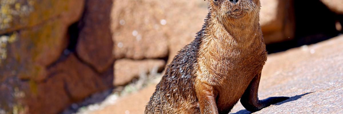 Australian sea lions are in trouble. Their population has never recovered from the impact of the commercial sealing that occurred mainly in the 19th century.