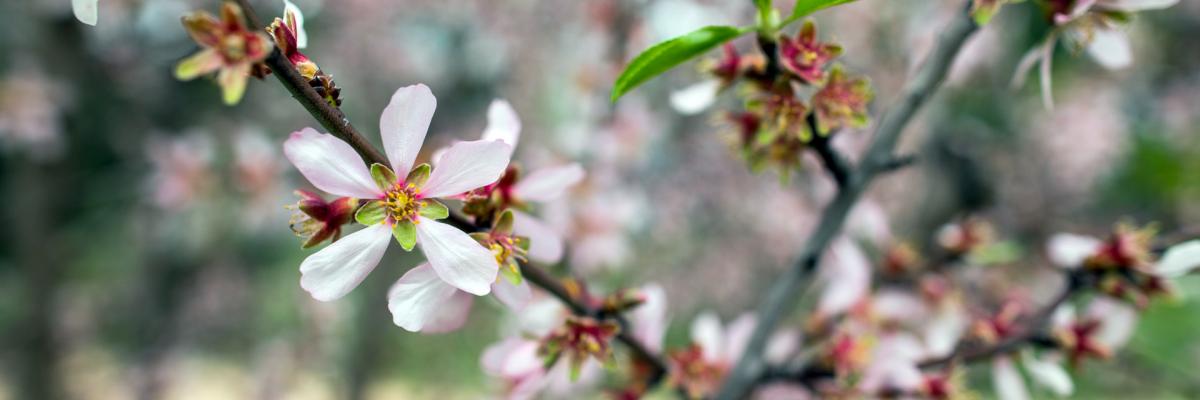 Almond flowers