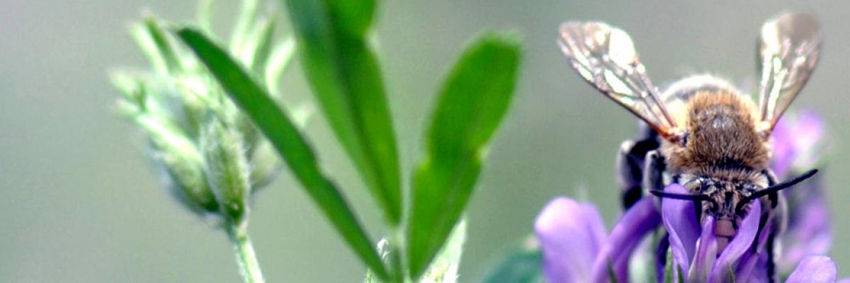 A blue-banded bee drinking nectar from a lucerne flower (Credit: Katja Hogendoorn)