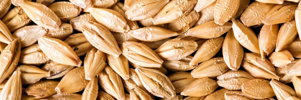 Barley