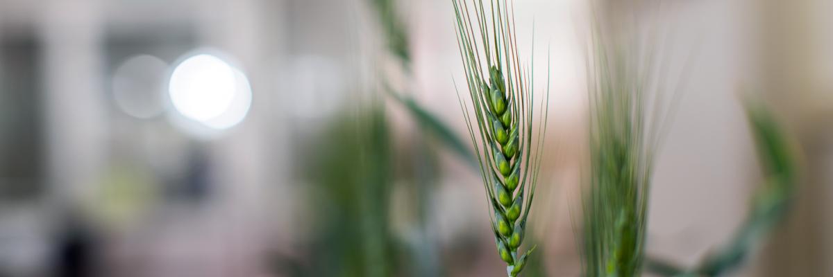 Wheat growing at Waite campus