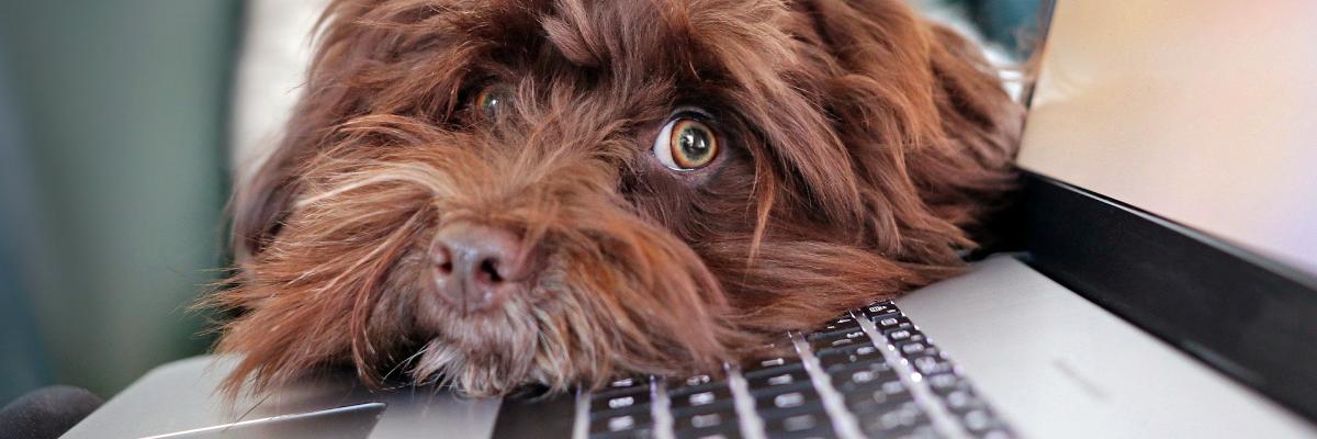Dog and computer Image by Martine Auvray from Pixabay 