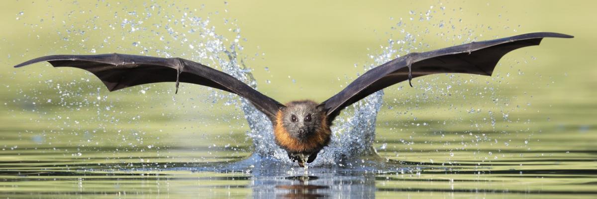 Grey-headed flying fox - Credit: Craig Greer