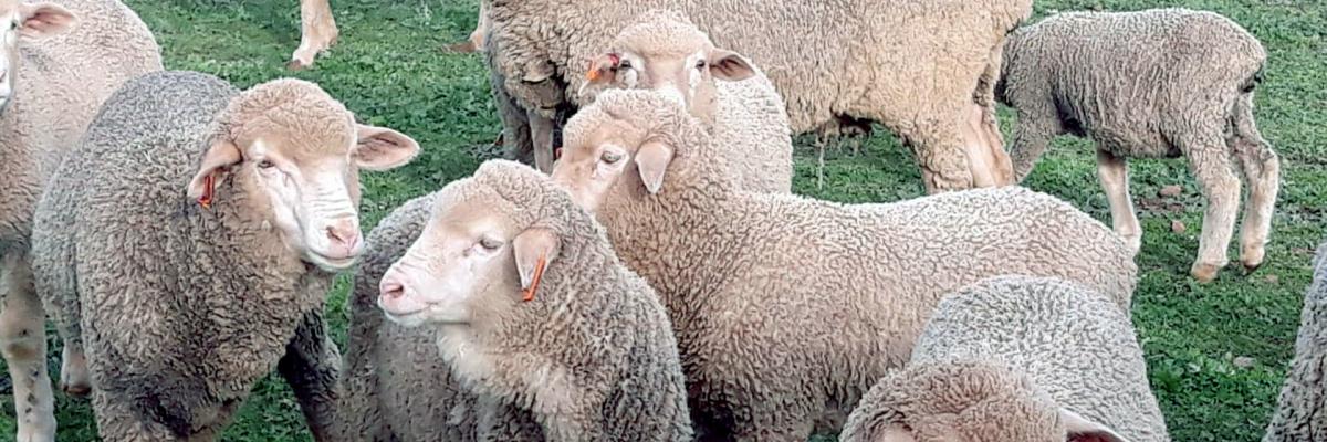 Sheep Roseworthy by Alyce Swinbourne