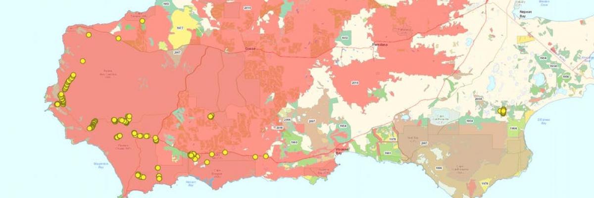 The yellow dots represent known green carpenter bee nests. In red: the area burnt in 2020. Only a subset of the remaining green and yellow patches still have the right vegetation for the green carpenter bee. Nature Maps SA/Remko Leijs