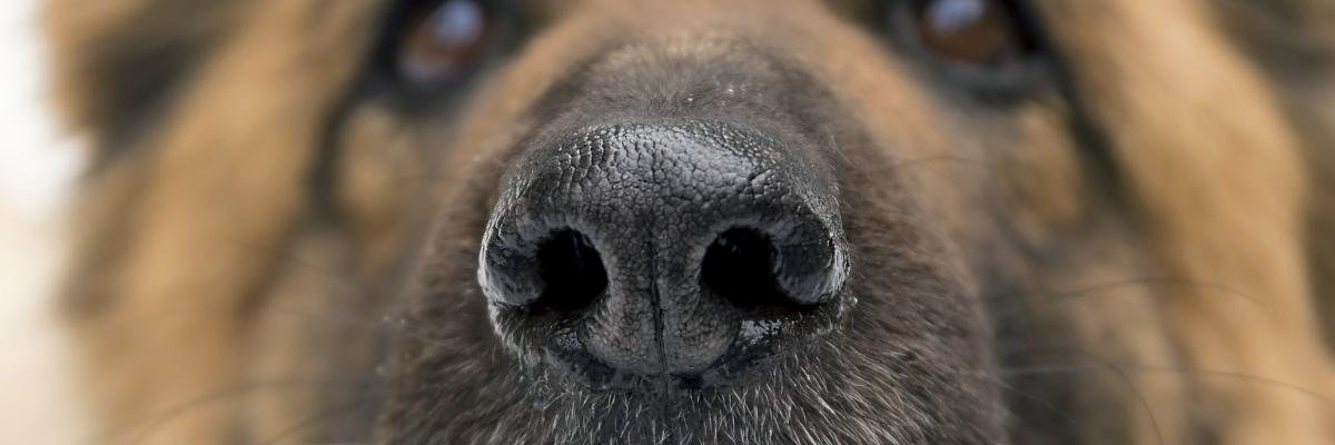 COVID-19 dog The Conversation // Shutterstock