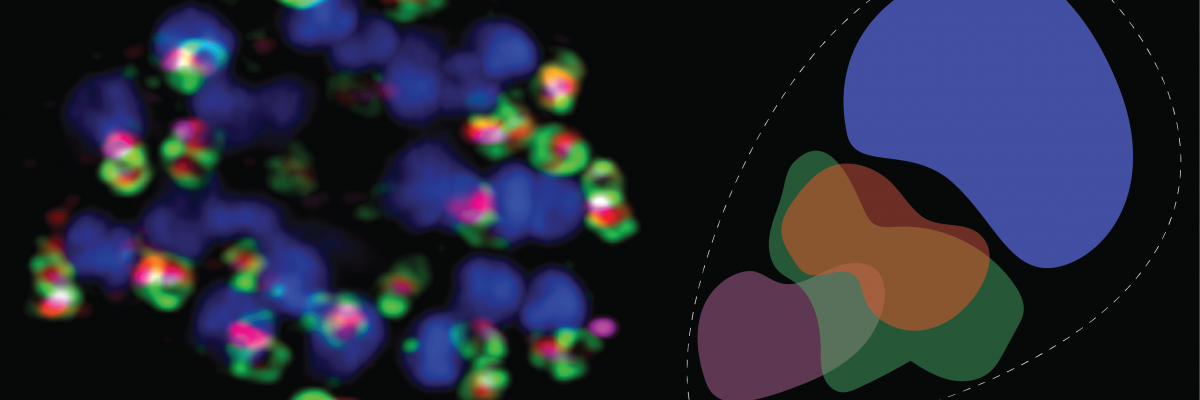 Malaria biology imaging - Danny Wilson