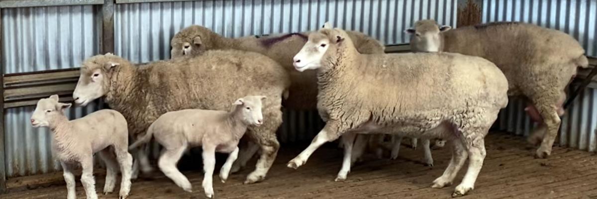 Colin Trengove lamb ewe wide
