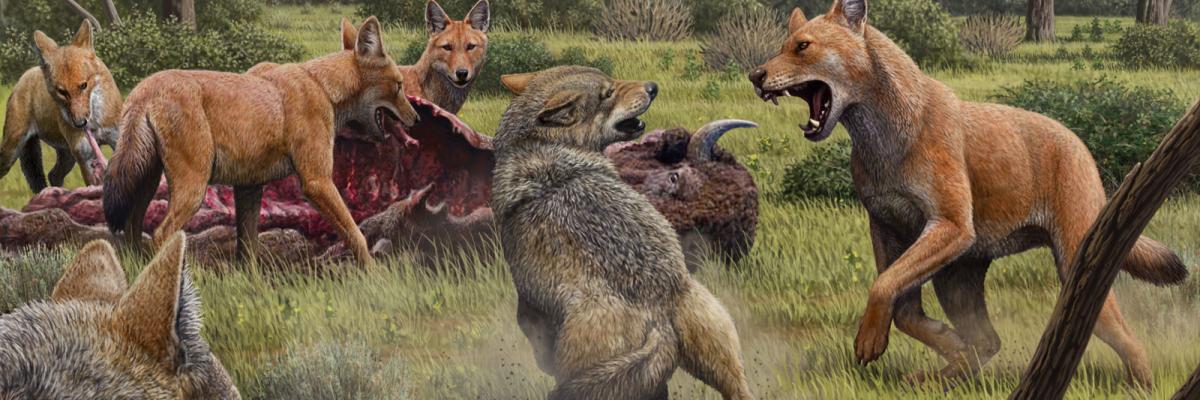 Artwork credit: Mauricio Antón/Nature. Caption: Somewhere in Southwestern North America during the late Pleistocene, a pack of dire wolves (Canis dirus) are feeding on their bison kill, while a pair of grey wolves (Canis lupus) approach in the hopes of scavenging. One of the dire wolves rushes in to confront the grey wolves, and their confrontation allows a comparison of the bigger, larger-headed and reddish-brown dire wolf with its smaller, grey relative.