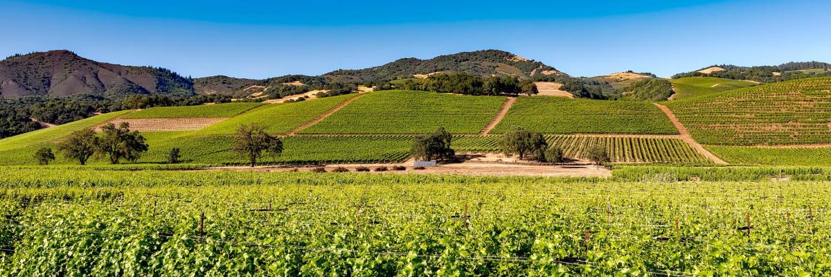 Napa Valley vineyards, by David Mark from Pixabay