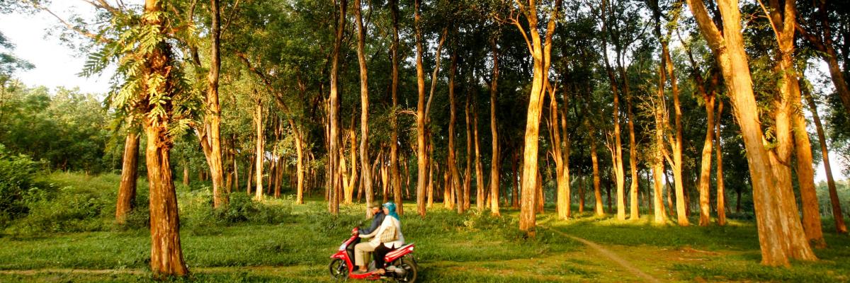 Teak forest plantation. Jepara, Central Java, Indonesia Photo by Murdani Usman/CIFOR (CC BY-NC-ND 2.0)