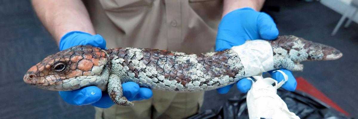 Shingleback lizard seized at Perth airport by Western Australia’s Department of Biodiversity, Conservation and Attractions
