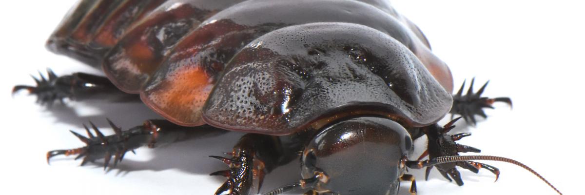 A giant burrowing cockroach (Macropanesthia rhinoceros), a species commonly bought as a pet that can reach up to eight centimetres long and weigh 30 grams. Image by Yi-Kai Tea