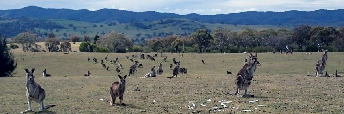 High densities of Eastern Grey Kangaroo (Macropus giganteus). Note the short grassy sward and the bones in the foreground that are evidence of kangaroos that have perished. Photo courtesy Melissa Snape.
