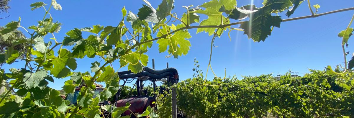 Vineyard spraying Adelaide Hills