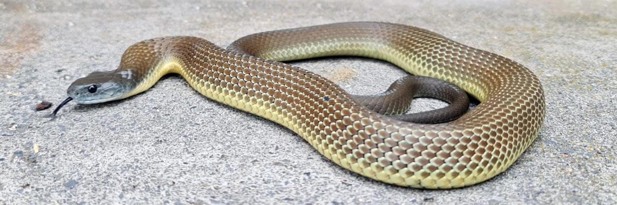 Tiger Snake (Notechis scutatus) Credit: Max Tibby- Snake Catchers Adelaide