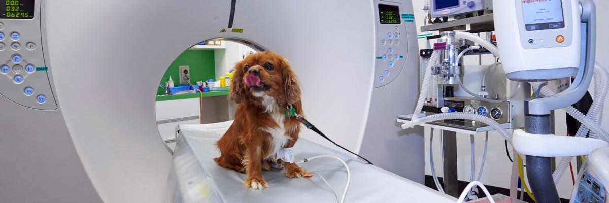 Dog vet CT scan