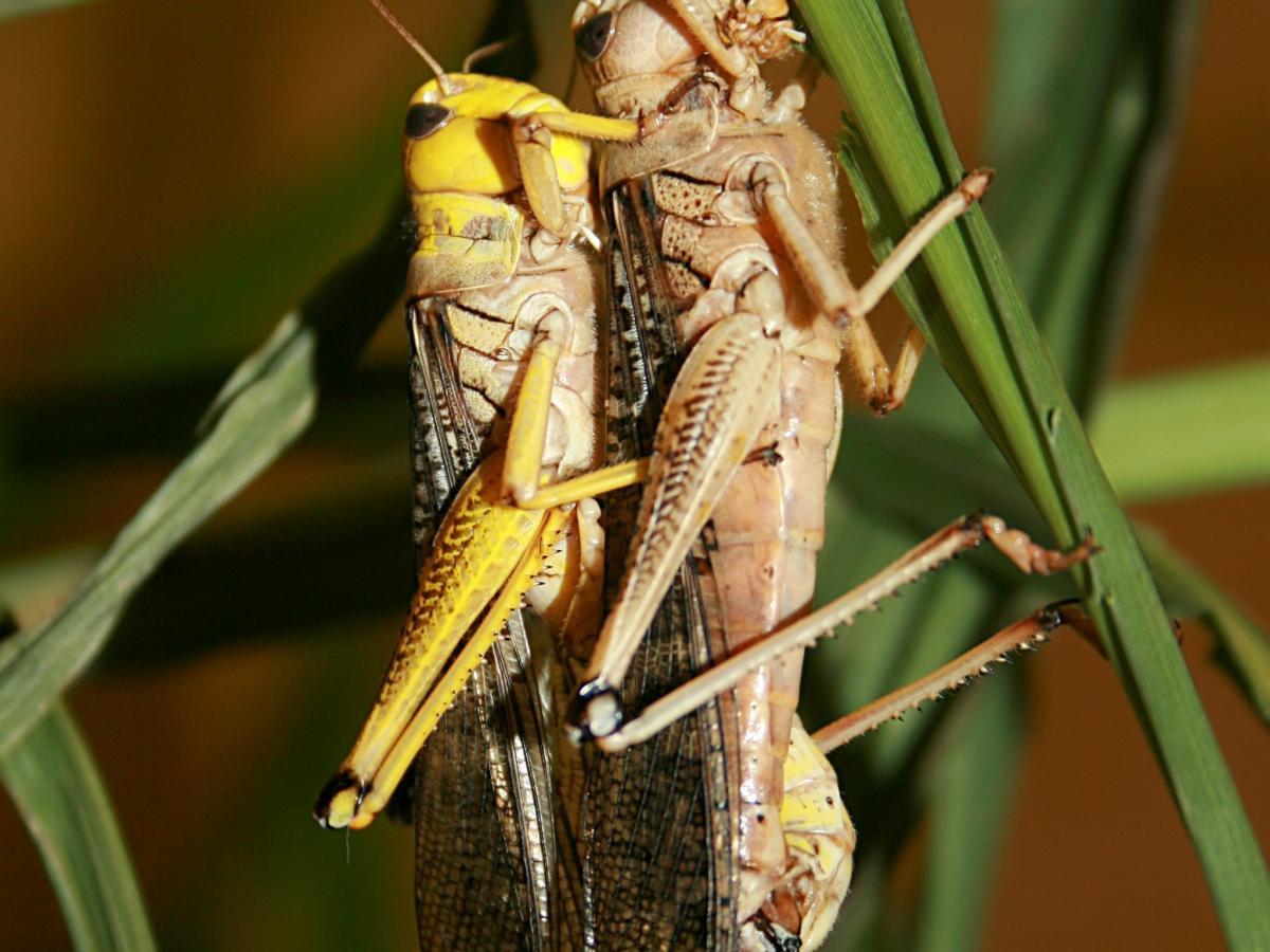 Australian plague locusts
