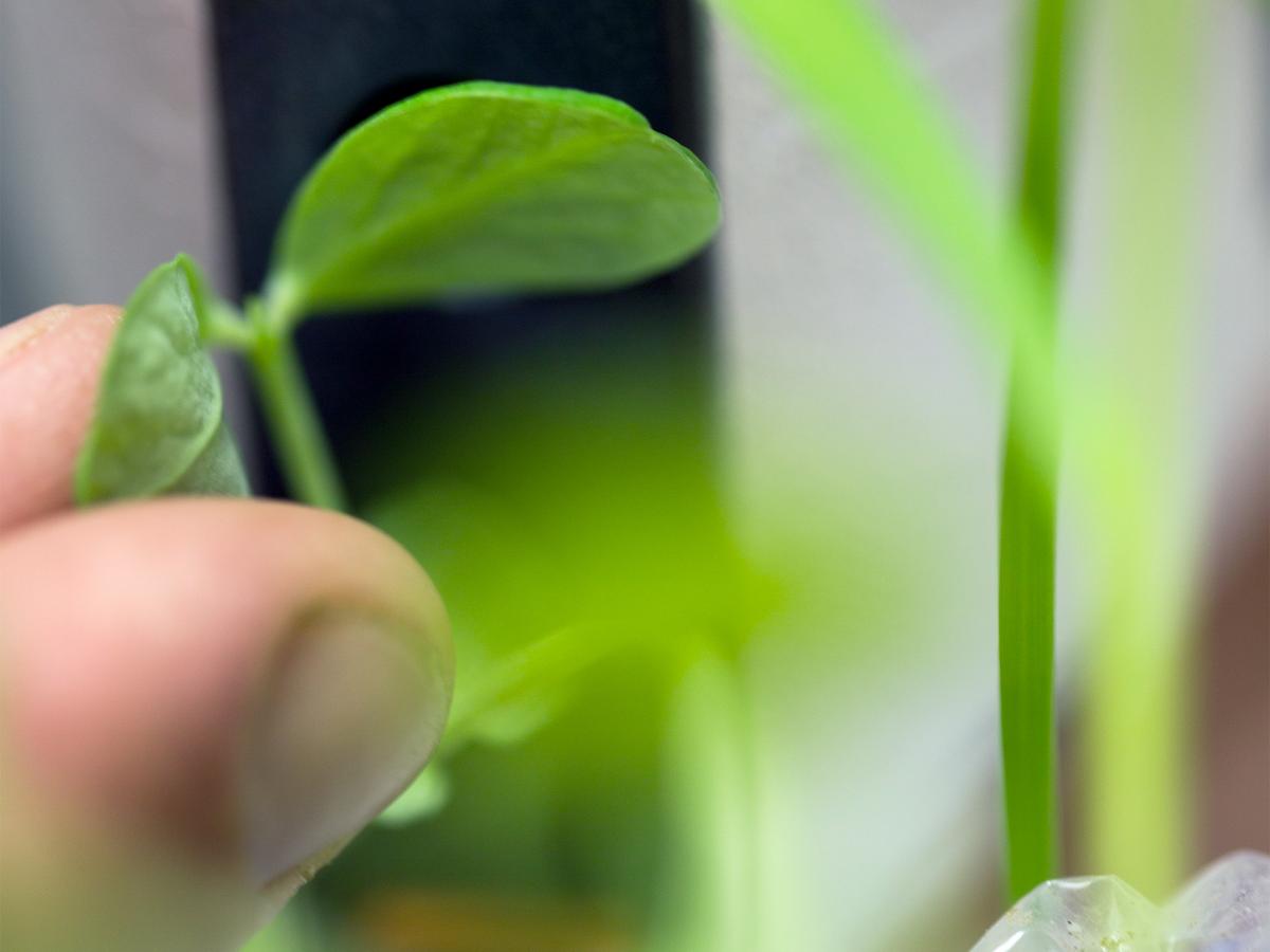 Honours in Plant science