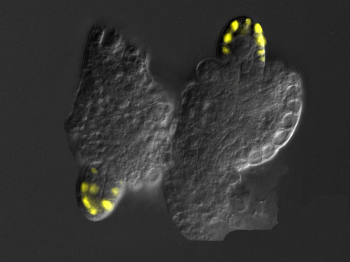 Cover 3 mod Transcription factors controlling seed development
