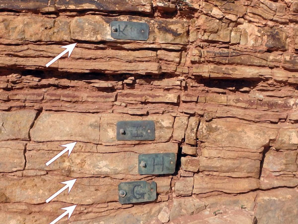 Detail of Nilpena quarry fossil beds with arrows indicating presence of fossilised matgrounds. (Image credit: Mary Droser)