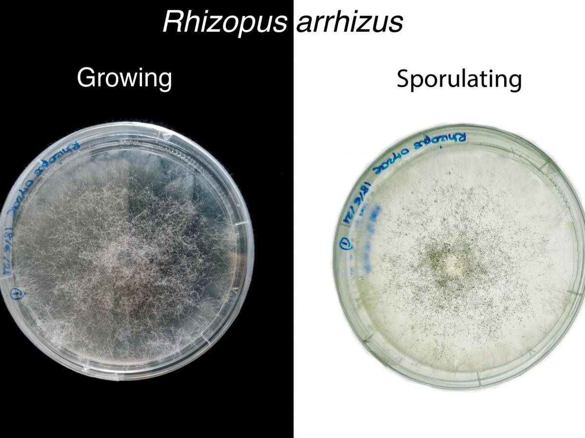 Rhizopus arrhizus