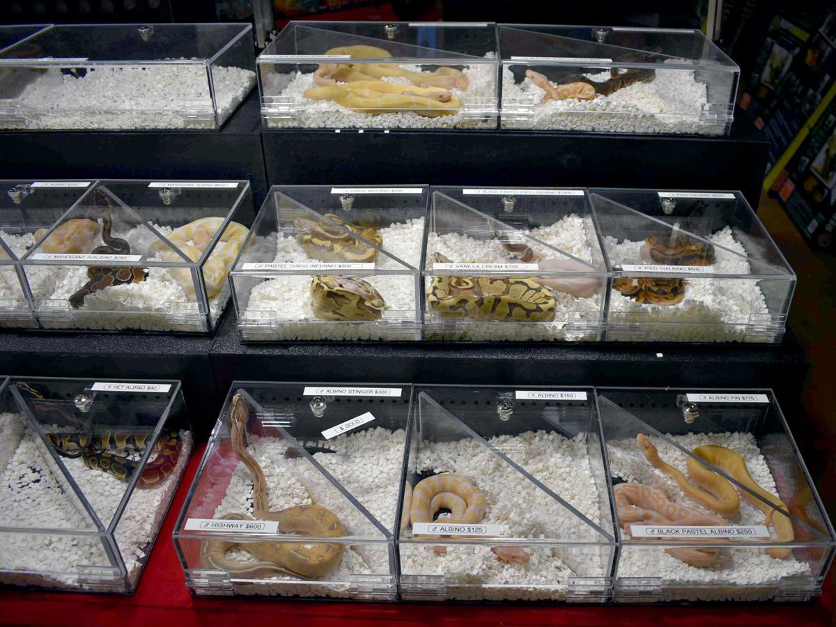 A vendor display featuring several different breeding morphs of ball pythons at a reptile trade convention in Florida, USA. Supplied by Adam Toomes, University of Adelaide
