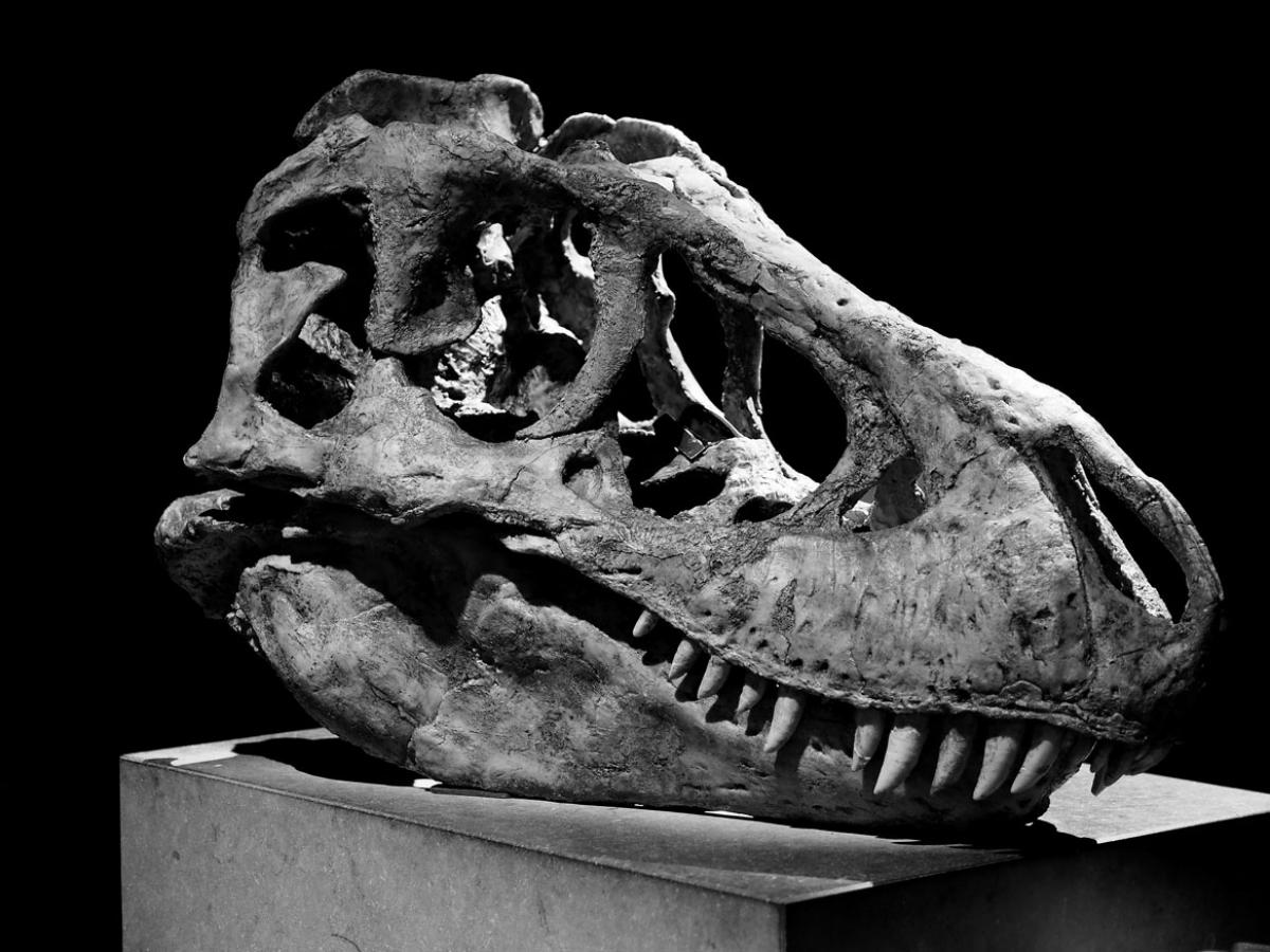 Tarbosaurus dinosaur by 5350755 from Pixabay 