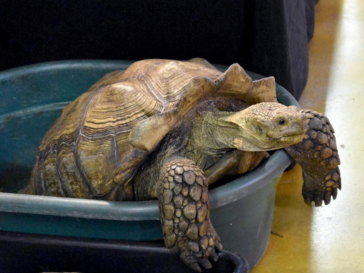 A vendor display featuring a sulcata tortoise, one of the largest tortoise species in the world, at a reptile trade convention in Florida, USA