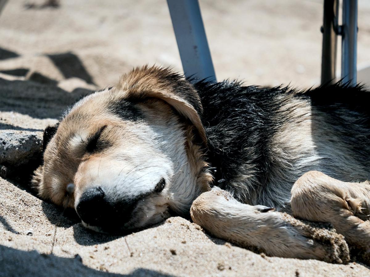 Dog beach sleeping by Alek_b from Pixabay