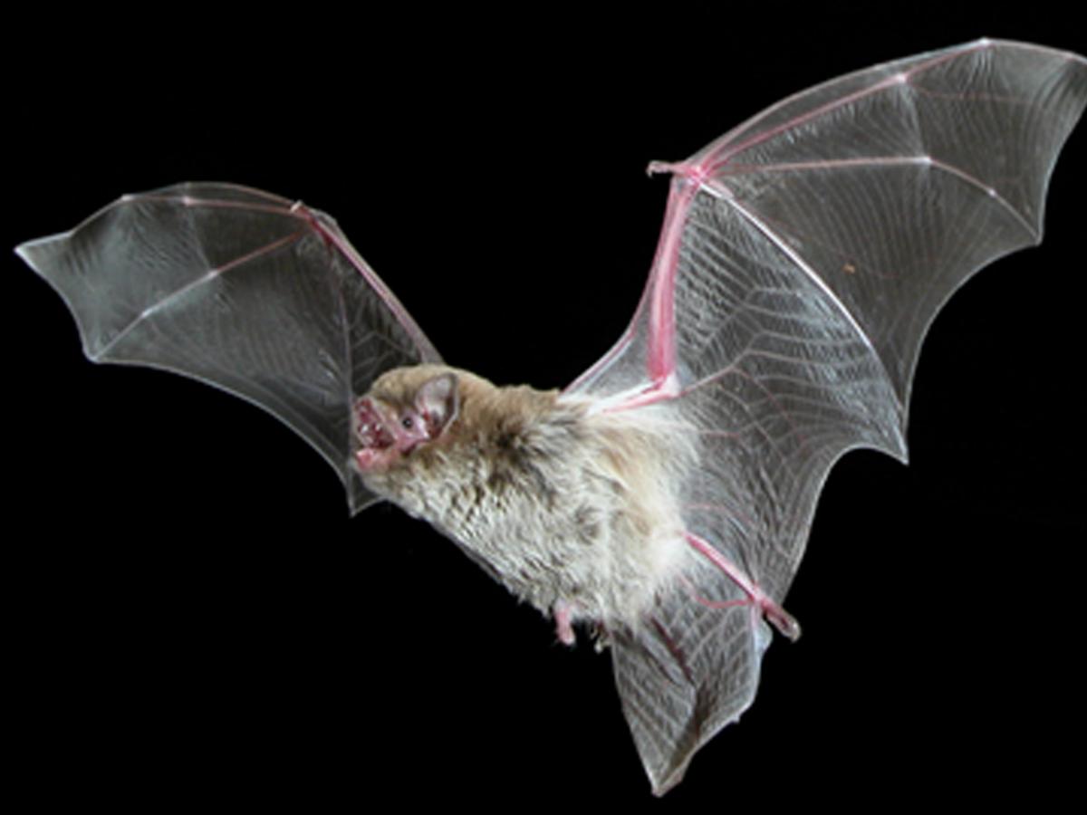 chokkybat