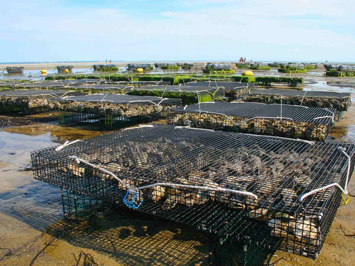 Oyster farm