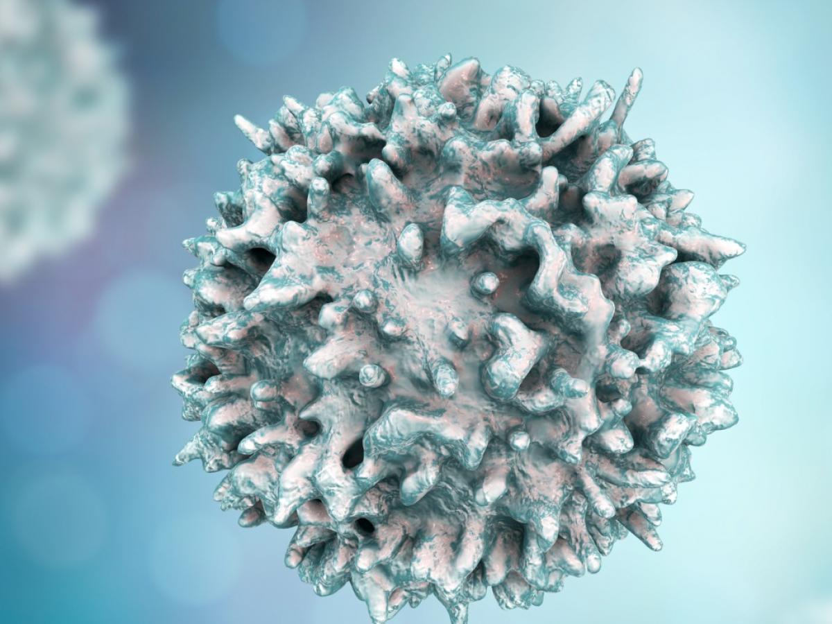 Lymphocyte closeup view of t-cell or b-cell