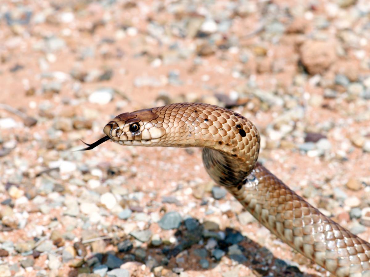 Strap-snouted brown snake (Pseudonaja aspidorhyncha) photo by James Nankivell