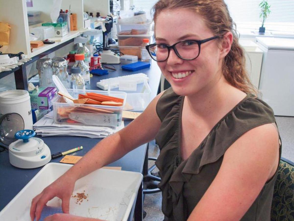 Undergraduate student Karri Thomas gets some hands-on research experience in the lab during her Summer Research Scholarship placement at Waite