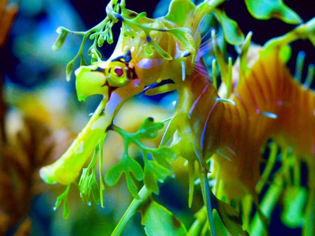 Leafy seadragon