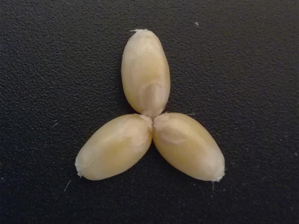 Using epigenetics to breed for enhanced reproductive, abiotic and/or biotic traits in cereal crops