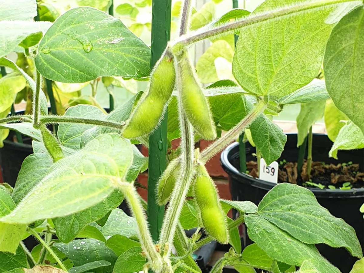 Soybean in pot